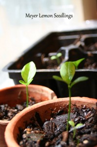 Meyer Lemon Seedlings | Chicks and Weeds – Holistic Gardening with Chickens